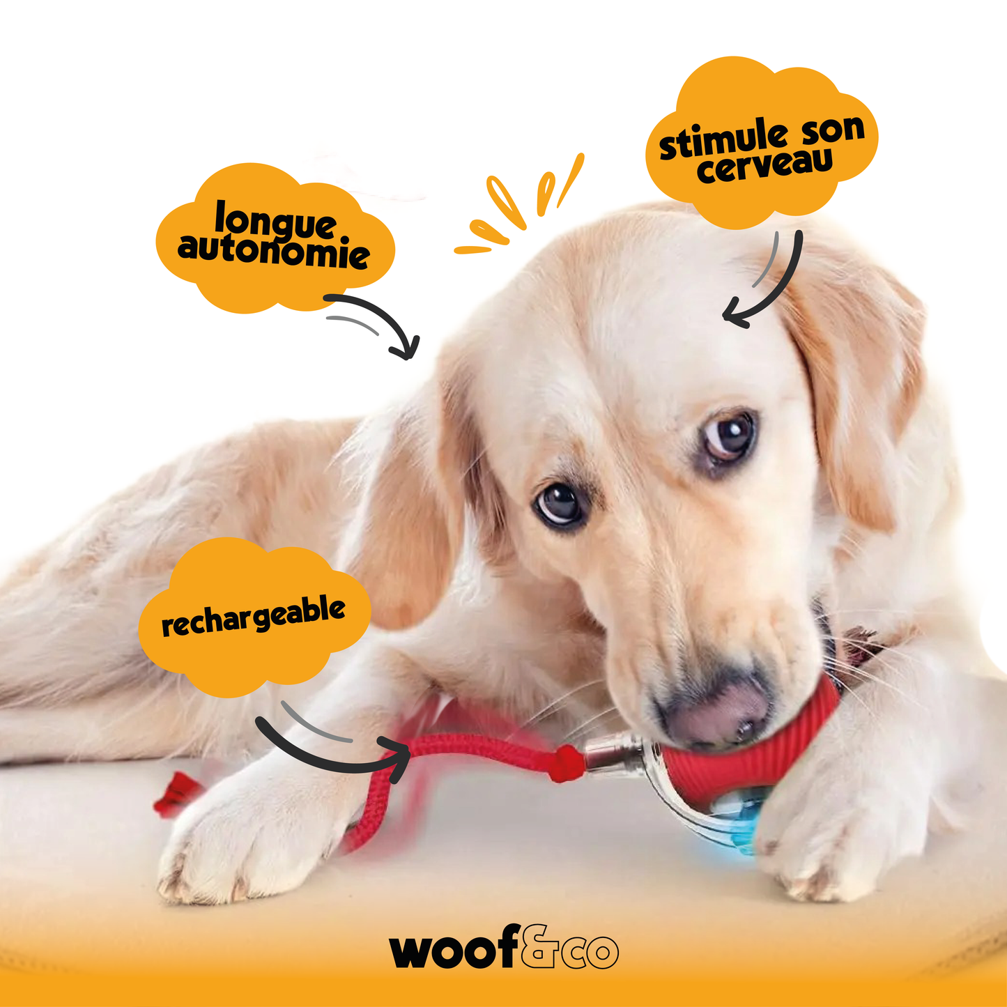 chien qui joue avec un joeut interactif